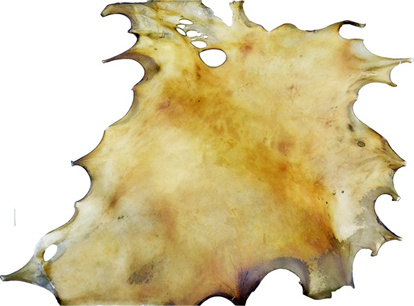 Rawhide